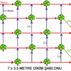 Kivi Dikim Aralık ve Mesafesi